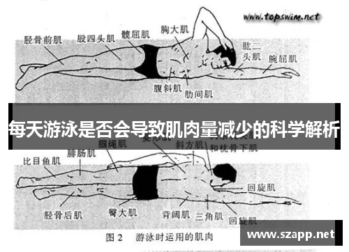 每天游泳是否会导致肌肉量减少的科学解析